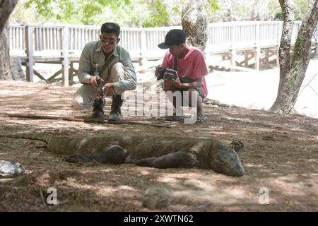 Zwei Ranger fotografieren für Touristen mit dessen smartphone einen Waran. Ein Komodo-Waran-Biss führt unweigerlich zum Tod. 2009 entdeckten Forscher, dass die Komodowarane ihre Beute durch Giftdrüsen zwischen den Zähnen außer Gefecht setzen. Die Giftdrüsen sondern ein cocktail aus Toxinen ab, der so giftig ist, dass kein Antibiotikum der Welt hilft, Wenn man von einem Komodowaran gebissen wird. Einer der letzten Urlauber, der von einem Komodowaran gebissen wurde, ein Franzose, starb anderthalb Jahre später an den Folgen a Parigi - trotz bester medizinischer Versorgung. Forscher fanden Indizi Foto Stock