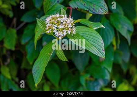 Creek Dogwood, Cornus occidentalis, fioritura nel Bottle Beach State Park, Washington State, USA Foto Stock