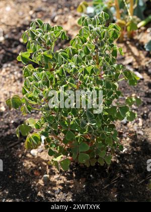 Oca o New Zealand Yam, "New Zealand Red", Oxalis tuberosa, Oxalidaceae. Sud America andina. Oxalis tuberosa è una pianta erbacea perenne. Foto Stock