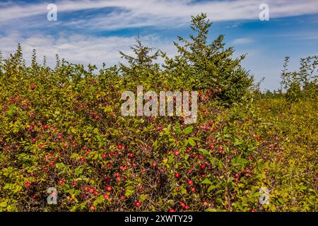 Nootka Rose, Rosa Nutkana, con frutta al Bottle Beach State Park, Washington State, USA Foto Stock