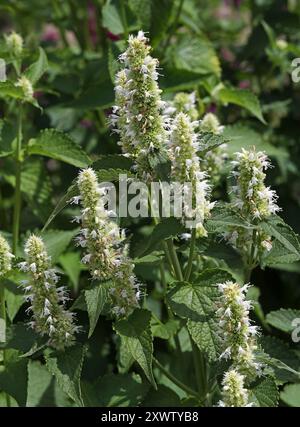 Zecca coreana bianca e verde "Alabaster", Agastache rugosa F. albiflora, Lamiaceae. Noto anche come ipopo gigante rugoso, menta indiana, liquirizia blu. Foto Stock