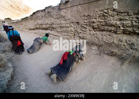 Pellegrini tibetani che si prostrano mentre si muovono lentamente intorno alla monarchia Labrang a Xiahe, Gansu, Cina. Foto Stock