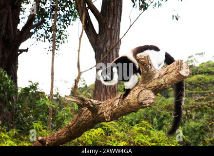 L'Indri Indri è il più grande lemure del Madagascar. Foto Stock