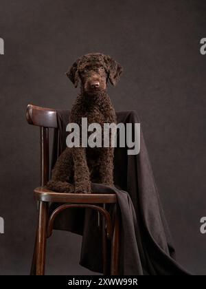 Un cane acquatico italiano marrone si trova attentamente su una antica sedia in legno drappeggiata con un panno scuro, mescolando fascino del vecchio mondo con l'eleganza moderna degli animali domestici. Foto Stock