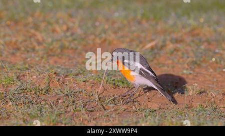 robin fiamma maschile che cerca di tirare fuori un verme dal terreno Foto Stock