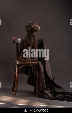 Un cane acquatico italiano marrone si trova attentamente su una antica sedia in legno drappeggiata con un panno scuro, mescolando fascino del vecchio mondo con l'eleganza moderna degli animali domestici. Foto Stock