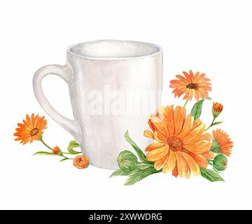 Calendula officinalis, illustrazione ad acquerello. Tè floreale in una tazza bianca. Il concetto di agente terapeutico, medicina omeopatica, fitoterapia. Ad alta velocità Foto Stock