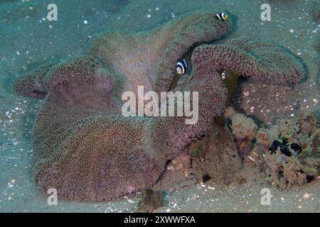 Clark's Anemonefish, Amphiprion clarkii, in Giant Carpet Anemone, Stichodactyla gigantea, Rhino City Diving Site, Ambon, Indonesia Foto Stock