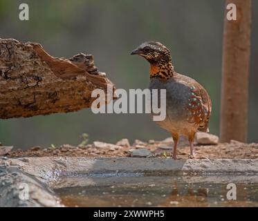 Rufous uccello di percosse nel suo habitat Foto Stock