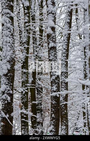 Foresta temperata e decidua con carpino innevato Carpinus betulus. Foto Stock