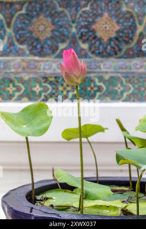 Fiore di loto in una pentola al Wat Ratchabophit Sathitmahasimaram Ratchaworawihan, un tempio buddista a Bangkok, Thailandia. Foto Stock