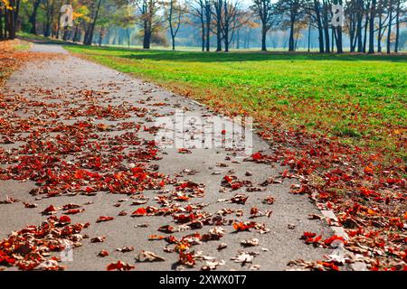 Il percorso del parco è coperto da foglie autunnali. Le foglie sono sparse per il terreno, creando un'atmosfera colorata e serena. Sereno sentiero lastricato Foto Stock