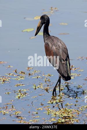 Sudafrica, Parco nazionale Kruger: cicogna, lettera aperta africana (anastomus lamelligerus) Foto Stock