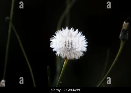 Una testa di fiori di dente di leone bianco composta da numerosi piccoli fiori adagiati su uno sfondo verde scuro Foto Stock
