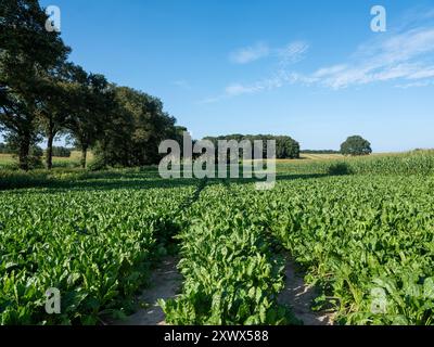 paesaggio di campagna vicino a nijmegen e groesbeek con campo di barbabietole sotto il cielo estivo blu Foto Stock