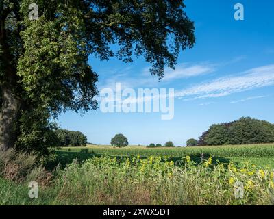 paesaggio di campagna vicino a nijmegen e groesbeek con campi di barbabietole e girasoli sotto il cielo estivo blu Foto Stock