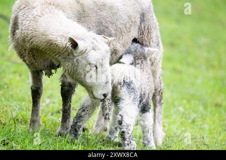 Mamma pecora leccare l'agnello appena nato mentre l'agnello si allatta con il latte materno. Auckland. Foto Stock