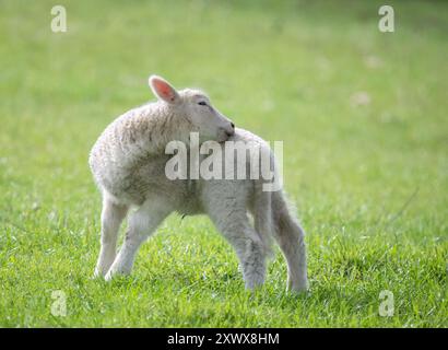 L'agnello si lecca sull'erba verde in primavera. Auckland. Foto Stock