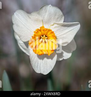 Uno scatto ravvicinato di un narciso rivela i suoi dettagli intricati, evidenziando il contrasto tra i suoi petali bianchi e il centro giallo e arancione vibrante. Foto Stock