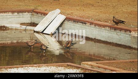 Molti uccelli aquiloni neri - Milvus migrans - uccello seduto vicino alla piscina d'acqua e acqua potabile. Nuova Delhi, Delhi, India. Uccelli colombe sulla tomba di Humayun Foto Stock