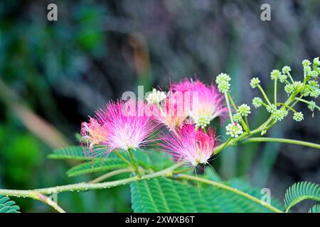 Albizia julibrissin, l'albero di seta persiana, l'albero di seta rosa o l'albero di mimosa con fiori rosa a Oldebroek, Paesi Bassi Foto Stock