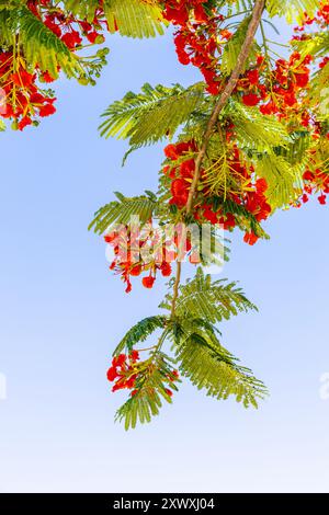 Fiori rossi fioriti di Delonix regia (albero floreale) Pride Park, Miami Beach, Florida, Stati Uniti Foto Stock