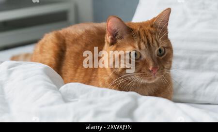 Gatto allo zenzero rilassato steso su biancheria da letto bianca con sfondo morbido. Concetto di benessere e cura degli animali domestici. Hygge vive, stile di vita tranquillo. Foto Stock