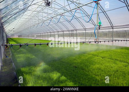 Giovani piantine di pino. Piantine di conifere coltivate da semi in serra. Filare giovani germogli di pino con. Piantine di pini giovani Foto Stock