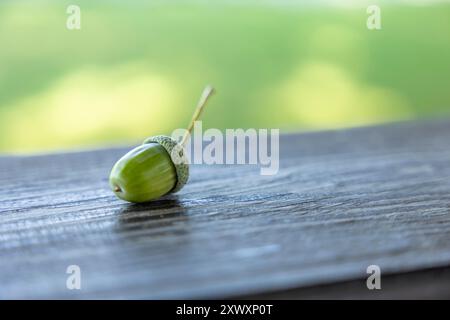 Il primo piano di una ghianda verde (glande) si trova su una superficie di legno, che mostra texture naturali e una vegetazione vivace Foto Stock