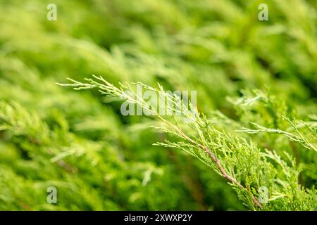 Rami verdi di Thuja occidentalis, noto anche come cedro bianco settentrionale, cedro bianco orientale o arborvitae. È un albero di conifere sempreverde, in Th Foto Stock