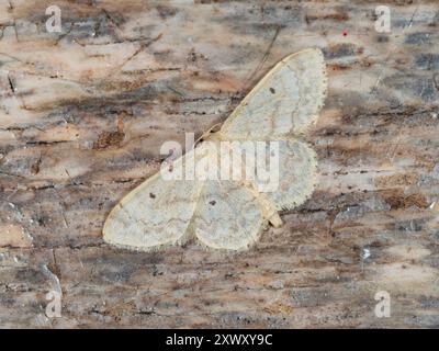 Posa riposante con le ali della falena del giardino inglese, idaea biselata, piccola onda a piedi di ventaglio Foto Stock