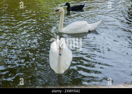 Un bellissimo cigno bianco che nuota in un lago su uno sfondo di acqua blu in una giornata di sole. In primavera, cigno, uccelli acquatici bianchi e neri nel lago o nel fiume Foto Stock