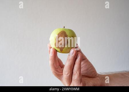 Mela verde in putrefazione, corposa e rovinata tenuta in mano dal maschio caucasico, senza faccia. Primo piano, isolato sul bianco. Foto Stock