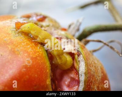 Verme della frutta di pomodoro Foto Stock