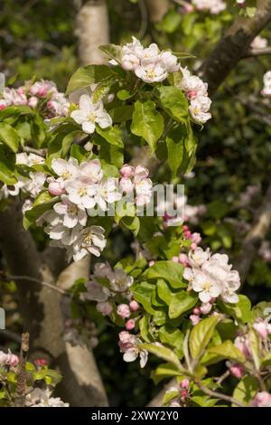 Delizioso fiore di mele rosa fresche e gemme su un albero di Malus potato in autunno che ha incoraggiato un'abbondanza di fioriture Foto Stock