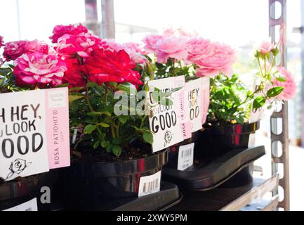 Haarlem, Paesi Bassi - 24 agosto 2019: Una vista laterale di una rosa rosa PatioHit in mostra in un negozio olandese, abbinata a un affascinante Oh hey, sei un bel messaggio per incoraggiare gli acquisti. Foto Stock