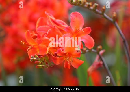 Arancio Crocosmia crocosmiiflora, o montbretia, «limpopo» in fiore. Foto Stock