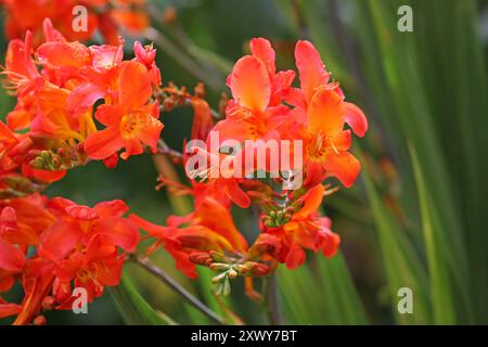 Arancio Crocosmia crocosmiiflora, o montbretia, «limpopo» in fiore. Foto Stock