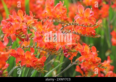 Arancio Crocosmia crocosmiiflora, o montbretia, «limpopo» in fiore. Foto Stock