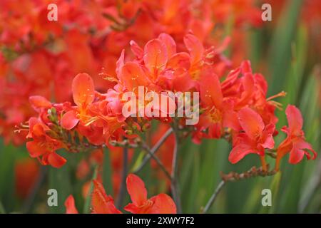 Arancio Crocosmia crocosmiiflora, o montbretia, «limpopo» in fiore. Foto Stock