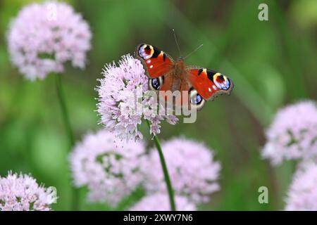 La farfalla di pavone sedeva su un allium rosa pallido. Foto Stock