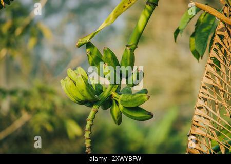 Un gruppo di piccole banane verdi pende sull'albero, mostrando le prime fasi della crescita in un vibrante ambiente tropicale. Foto Stock