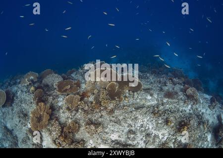 Incredibile barriera corallina con pesci sott'acqua nell'oceano blu Foto Stock