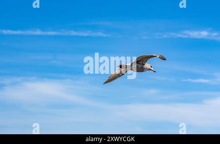 Gabbiano giovanile con fattura ad anello in volo Foto Stock