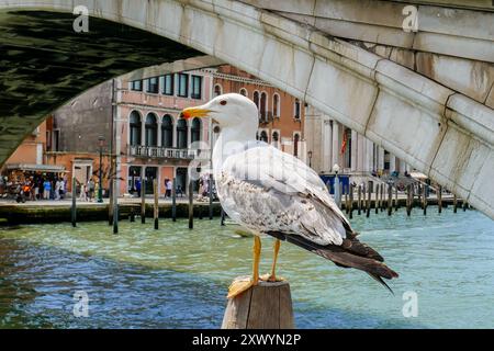 Un gabbiano arroccato su un palo da un canale a Venezia, con il Ponte di Rialto sullo sfondo Foto Stock