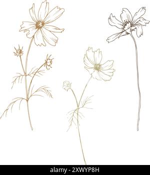 COSMOS tre fiori e gemme con foglie prato selvatico fiori secchi. La line art è una semplice illustrazione disegnata a mano con inchiostro beige, ocra e marrone. Isolato Illustrazione Vettoriale