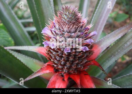 ananas giovane con fiori viola molto bello Foto Stock