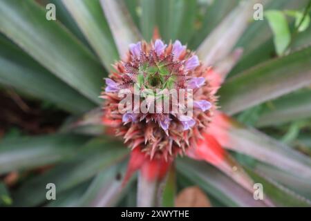 ananas giovane con fiori viola molto bello Foto Stock