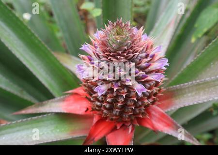 ananas giovane con fiori viola molto bello Foto Stock