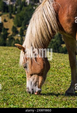 Primo piano della testa di un cavallo. Un cavallo bruno con una criniera bianca pascolano su un prato alpino verde. Un cavallo su un pascolo estivo. Foto Stock